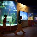 South Florida Science Center and Aquarium - Museums