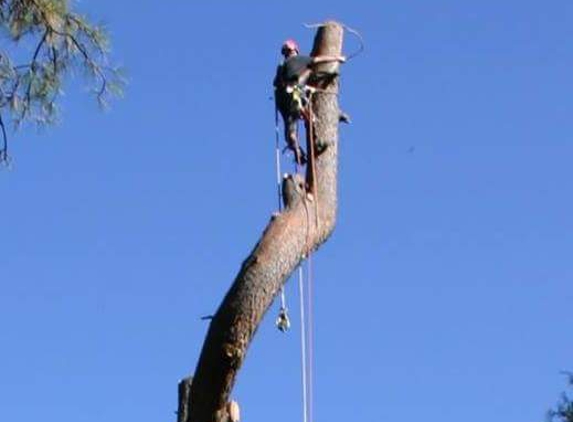 S C Tree Service