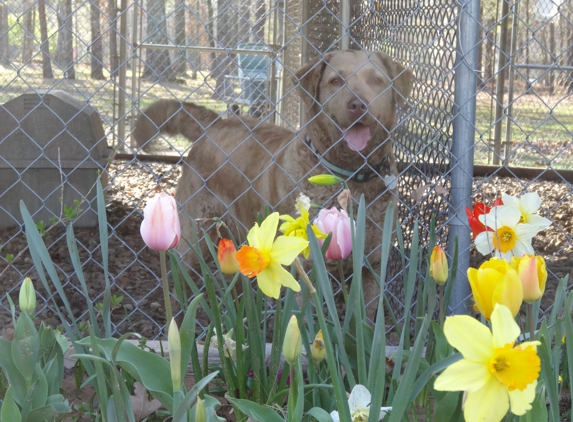 Nature Land Pet Resort - Hensley, AR