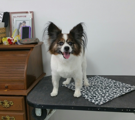 Designer Dog Pet Salon - Naples, FL