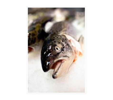 Poulos Bros Seafoods Pty Ltd - Pyrmont, NSW