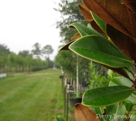 Pretty Trees Nursery - Folsom, LA