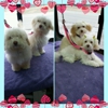 Big Paw Little Paw Spa "The Paw Spa" gallery