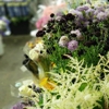 Inland Flower Market gallery