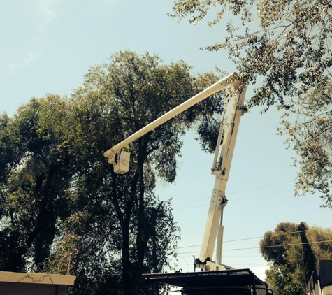 Timberland Tree Care - Concord, CA