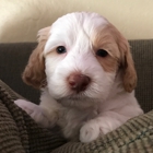 Delta Breeze Labradoodles