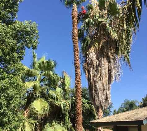 D & A Tree Service Inc - Bakersfield, CA