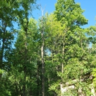 JD's Tree And More
