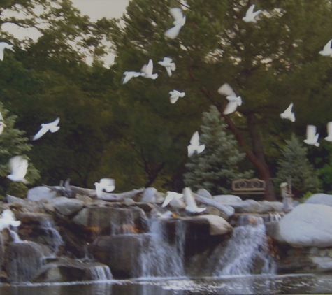 A Whitebird Dove Release