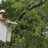 tree care services gallery