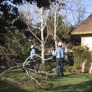 General  Tree Service - Bakersfield, CA
