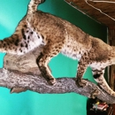 Myrtle Prairie Taxidermy - Taxidermists