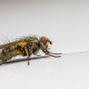 Best Pest Control gallery