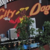 City Dogs gallery