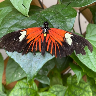 Mackinac Island Butterfly House - Mackinac Island, MI