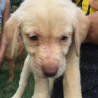 Silver Mist Labradors