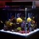 Bill Goody Aquariums