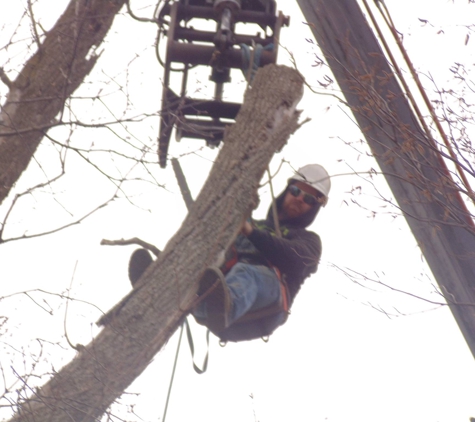 Aspen Tree Service - Mount Morris, MI