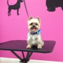 Happy Tails Dog Spa