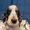 Bayside Pet Resort gallery