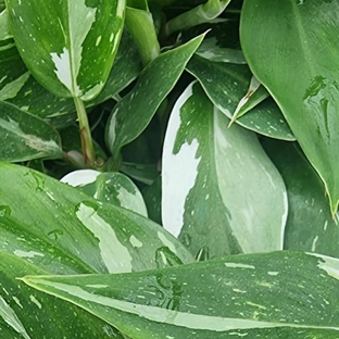 Flora Plant - Oakford, WA