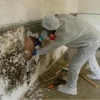 Toxic Mold Pro gallery