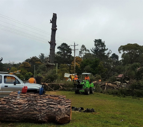 Tree Solutions - Rainbow Flat, NSW