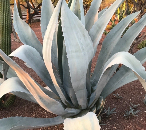 Tucson Cactus and Koi - Oro Valley, AZ