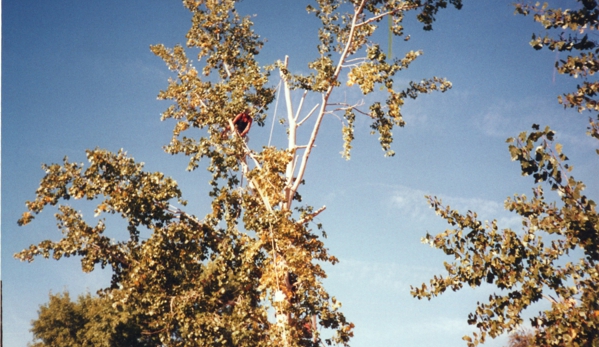 tree rite arborists - lancaster, CA