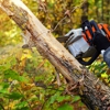 Wingate's Tree Service gallery