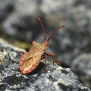 Whorton's Pest Control - Pest Control Equipment & Supplies