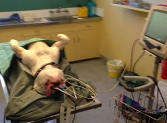Belmont Avenue Veterinary Hospital - Belmont, WA