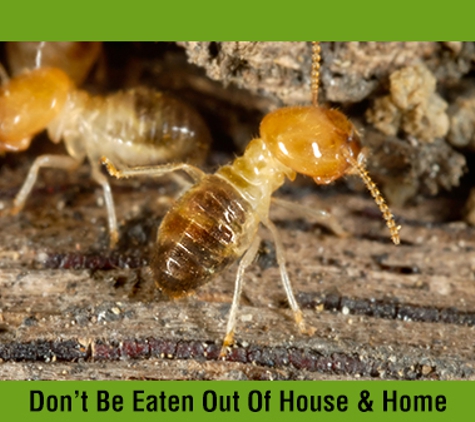 Affordable Pest Control - Nowra, NSW. Don’t Be Eaten Out Of House & Home