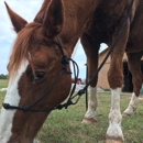 Three Oaks Equestrian Center - Riding Academies