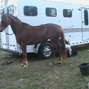 Serene Stables - Horse Training