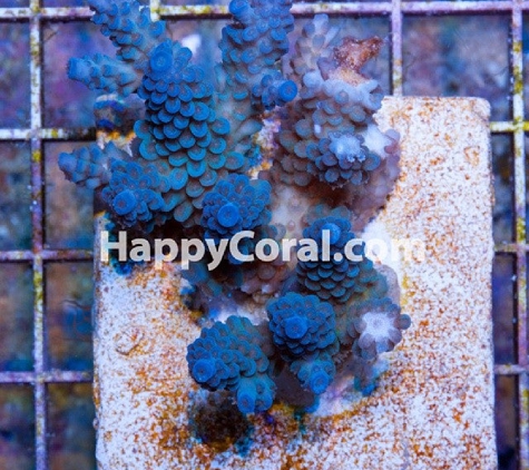 Happy Coral Inc. - Sturgis, MI