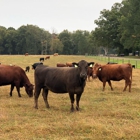 Tennessee Grass Fed Farm