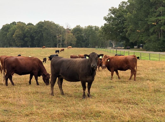 Tennessee Grass Fed Farm - Clarksville, TN