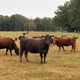 Tennessee Grass Fed Farm