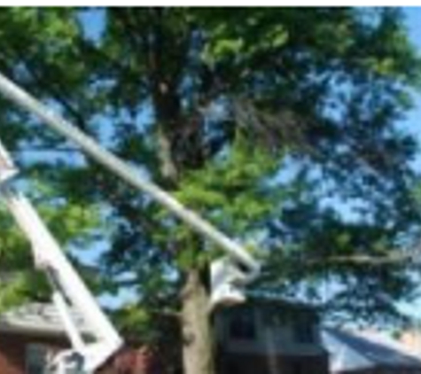 Tree  Health Surgeon Gregory Forrest Lester - Mason, OH