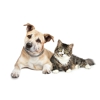 Pop-In Pet Sitters gallery