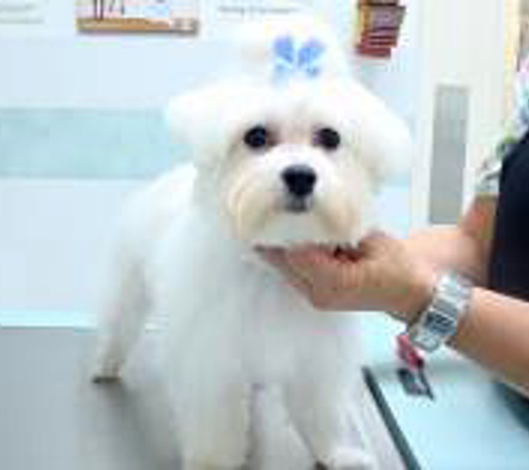 Animal  Hospital of Boca Raton - Delray Beach, FL