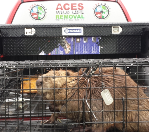 Aces Wildlife Removal - Imperial, MO. Beaver Control live removal by AWR