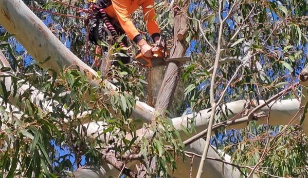 Hortum Tree Services - Jerrabomberra, NSW