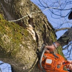 Action Tree Care