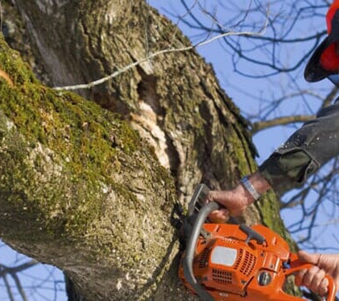 Action Tree Care