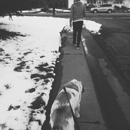 Four Feet's Sake Dog Walking - Dog Day Care