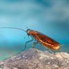 D & G Exterminating Co Inc gallery