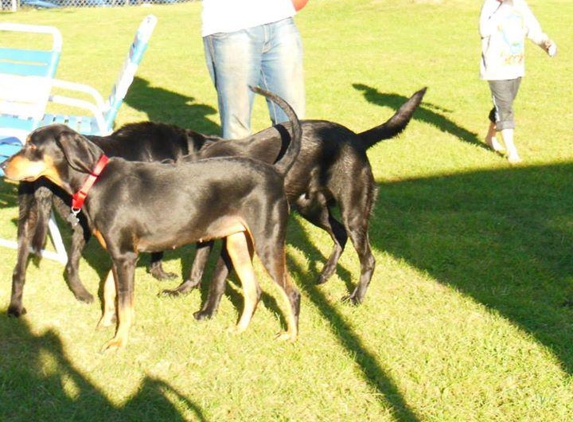 Arbor Dog Daycare and Boarding - Ann Arbor, MI