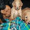 PUPPY LOVE INC gallery